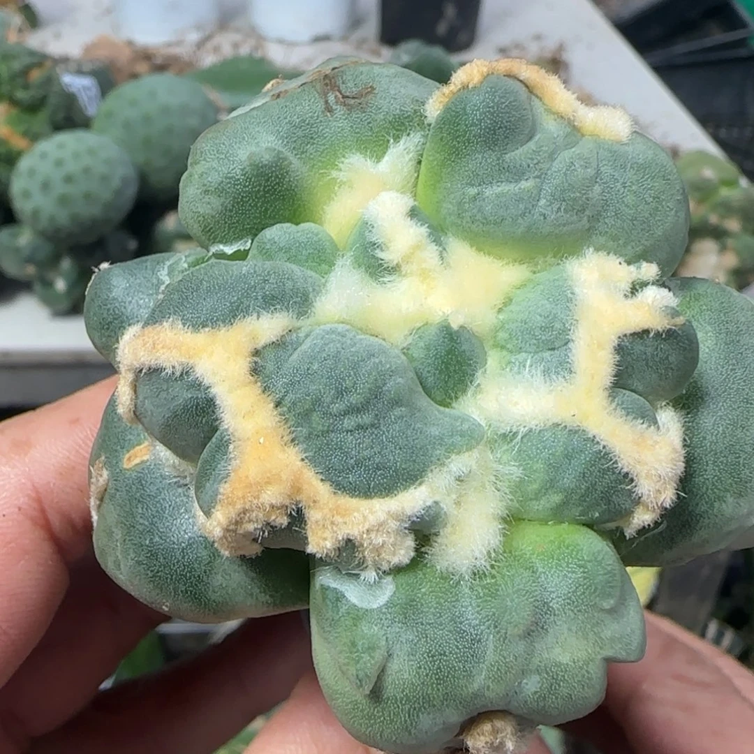 无花朵蝴蝶连瓷蛋蛋885