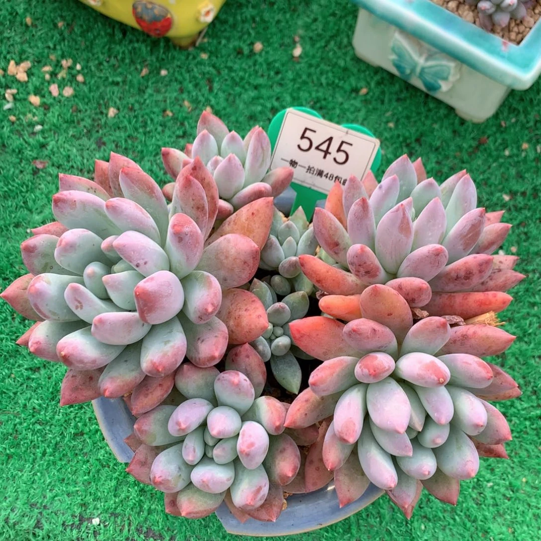 所罗门老桩无砍545