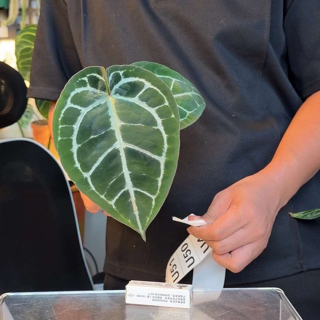 财***版完全开放铜锣烧杂黑水晶U46