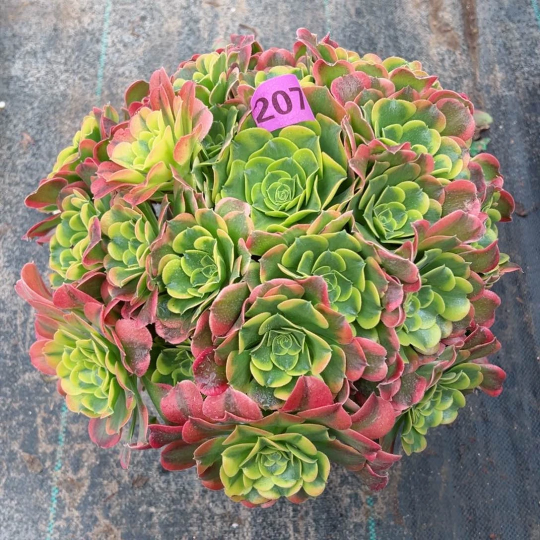 207炫彩法师多肉