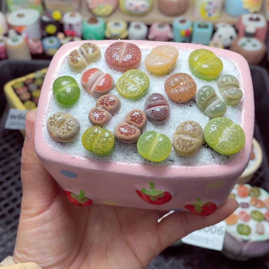 w6009 带盆土发货 -零下地区拍保温箱