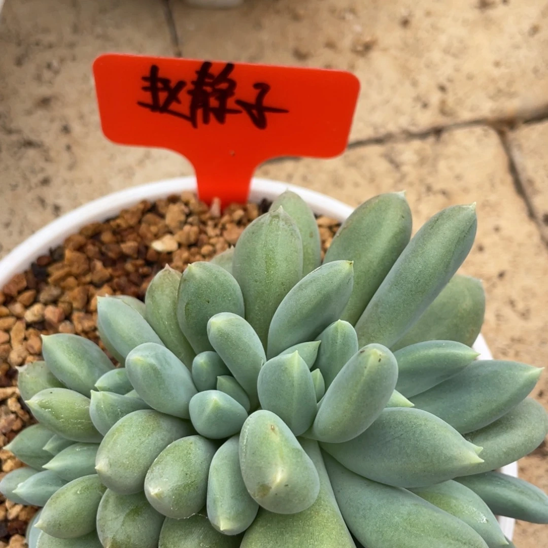 赵***子姐姐我就很难知道
