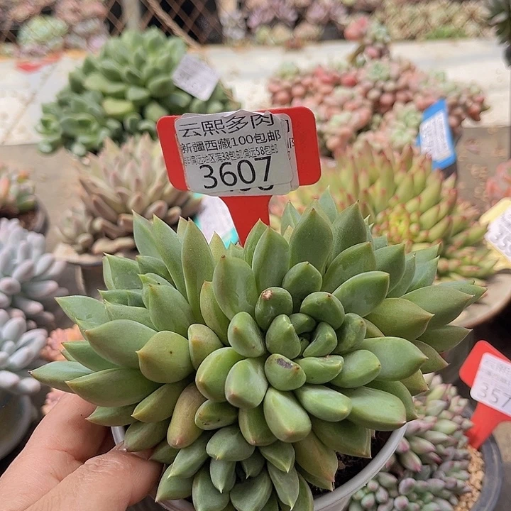 3607红象牙。