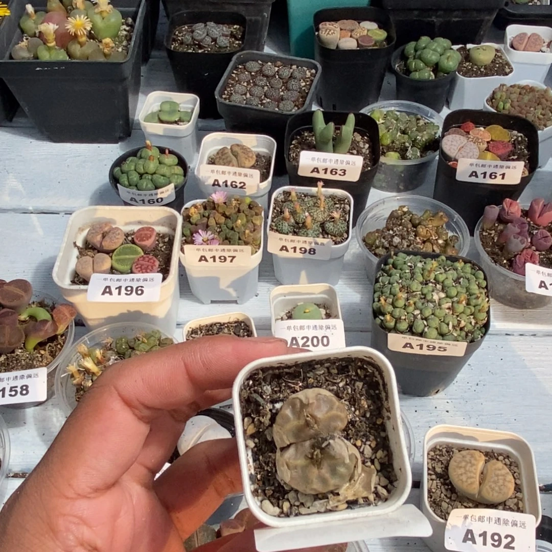 1021--番杏福利a164