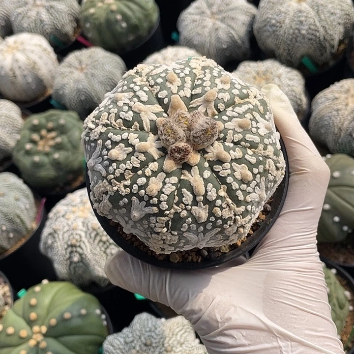 美纹v兜瑕疵特价福利