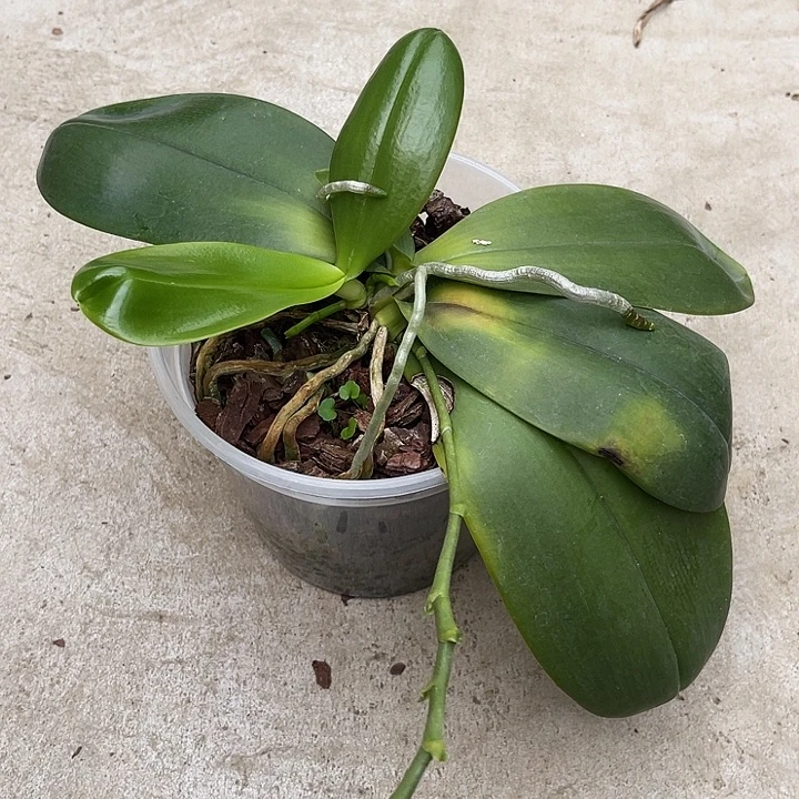 全部花苞盲盒福利