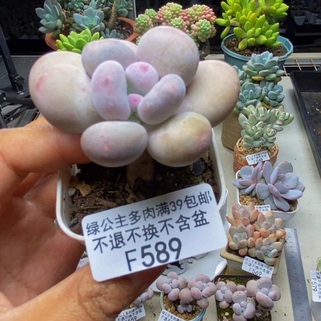 589蛋黄奶多肉5c m