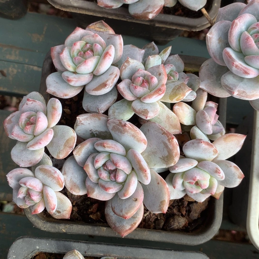无花朵哈哈哈哈哈哈哈哈哈10