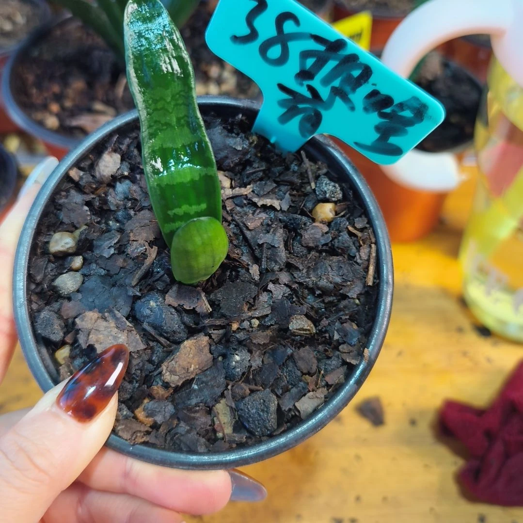 想***啥无花朵君子兰直播带货