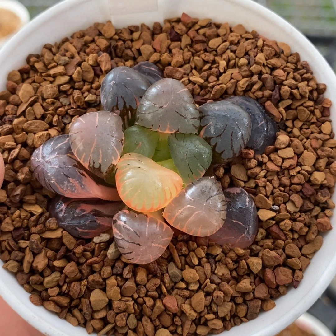 325孔明灯玉露锦一物一图