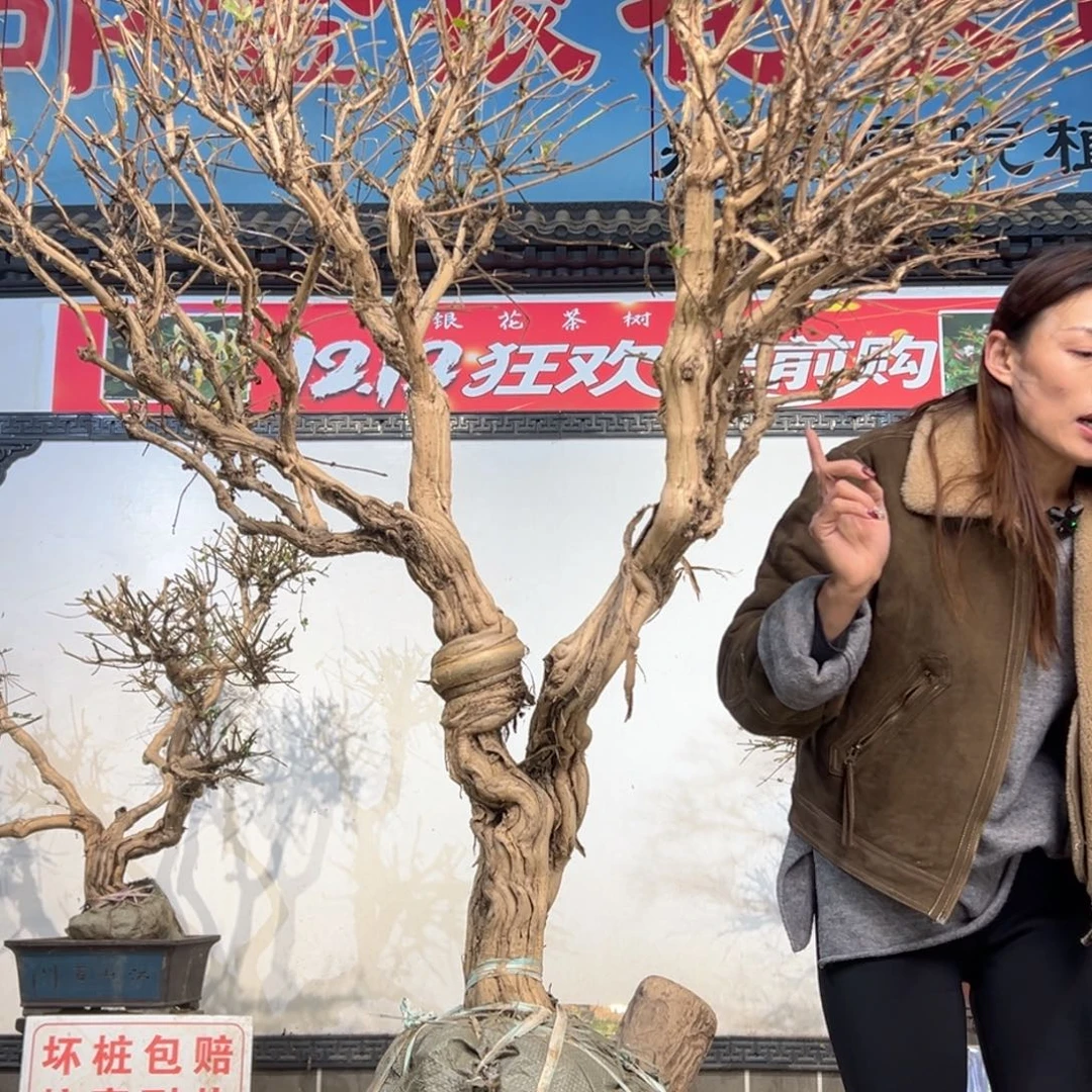 无花朵金银花8888888588588