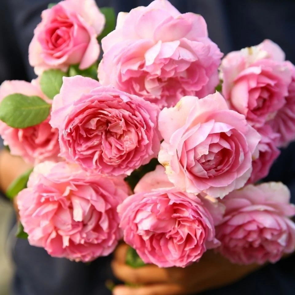 【罗衣】无刺 爬藤攀缘月季花苗大花浓香多季开花爬墙庭院盆栽花