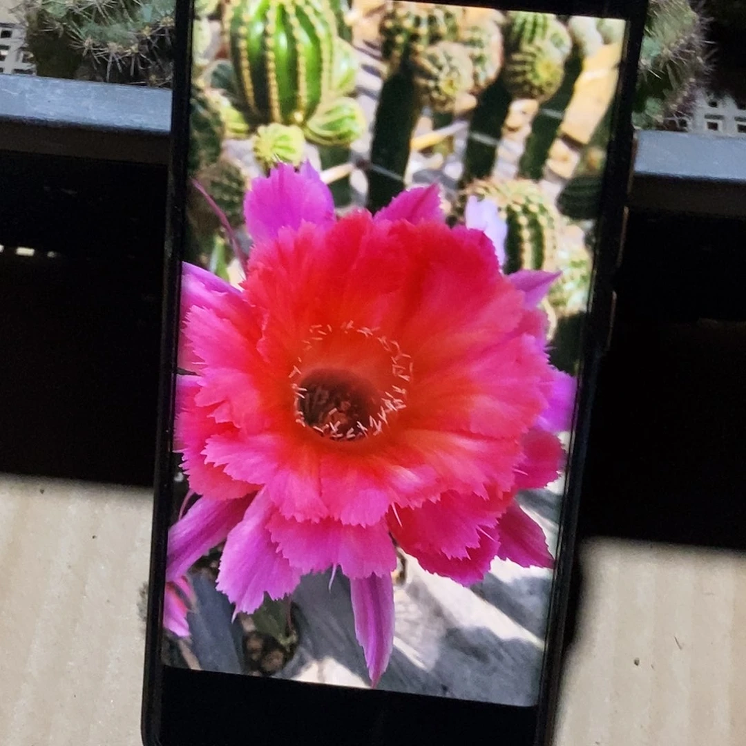 彩 山脉天际线侧芽歪20包邮/5公分