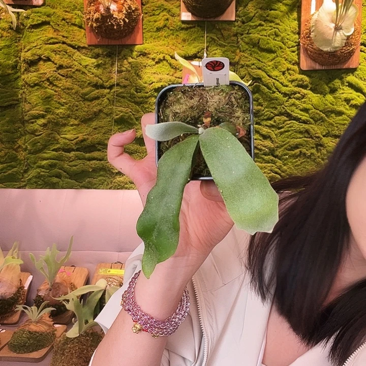不开花植物蓝皇后