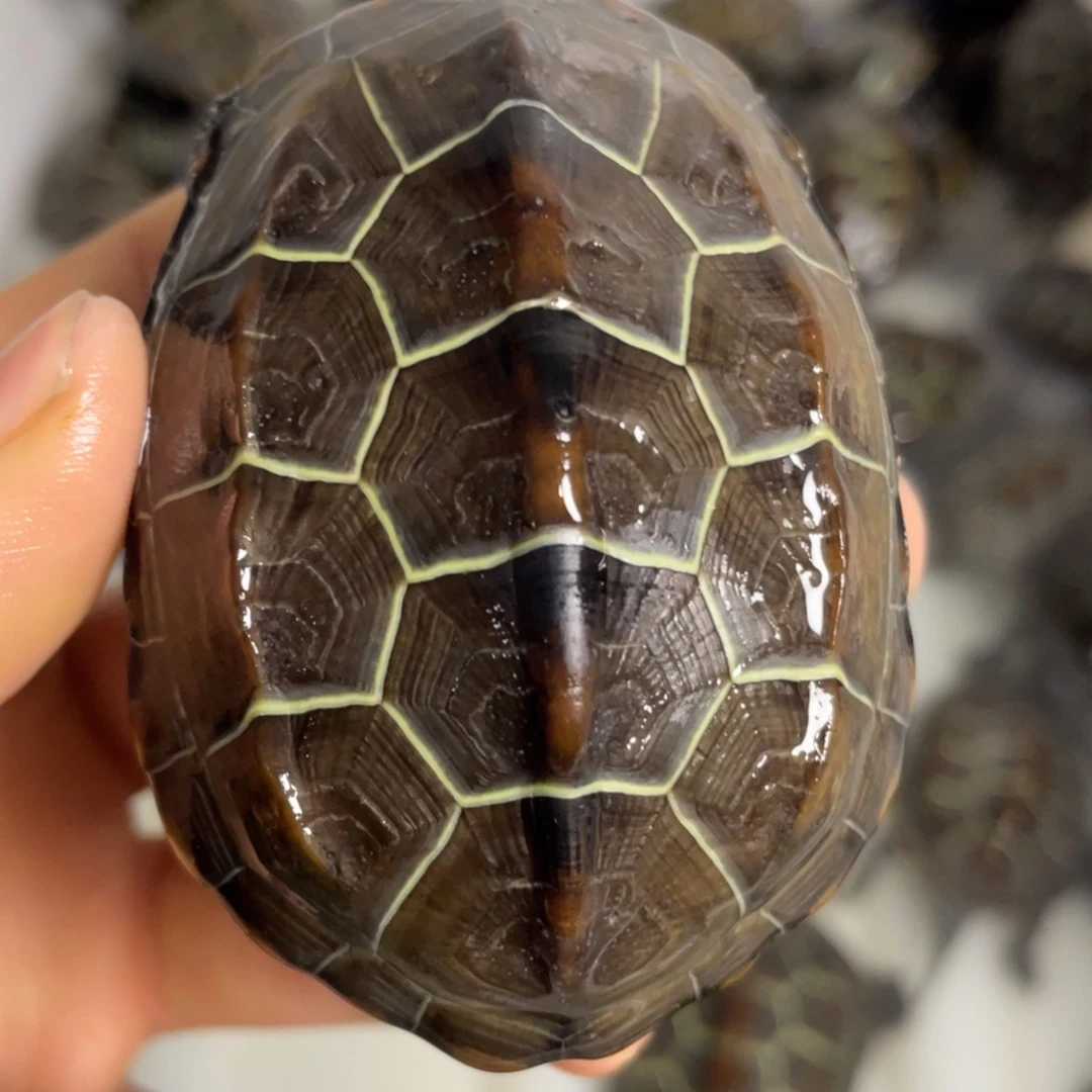 苏北金线冷水草龟
