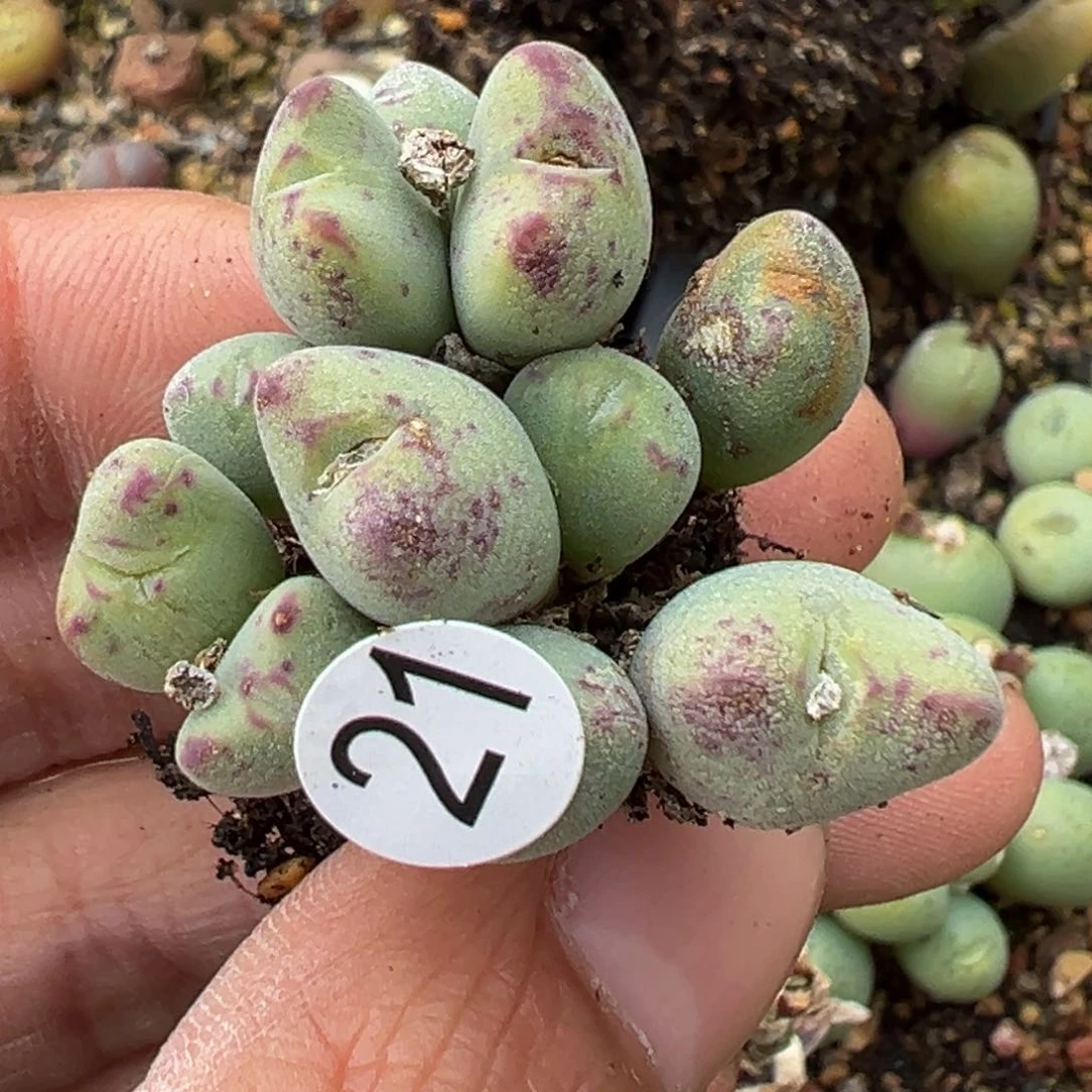 多肉植物111111111111