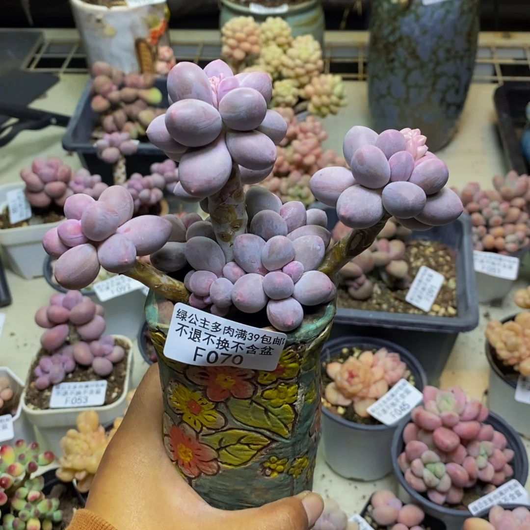 ?****?070香水手指奶多肉9c m