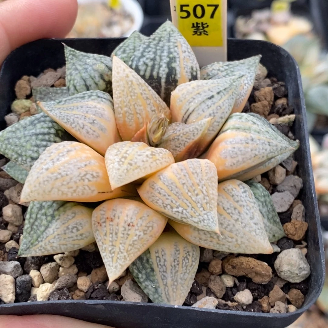 507号实生糊斑白银锦