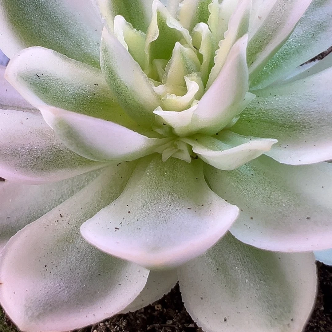 山地玫瑰锦秋夕1502号