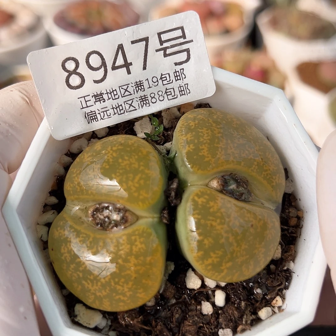 好养易活生石花大母本8947