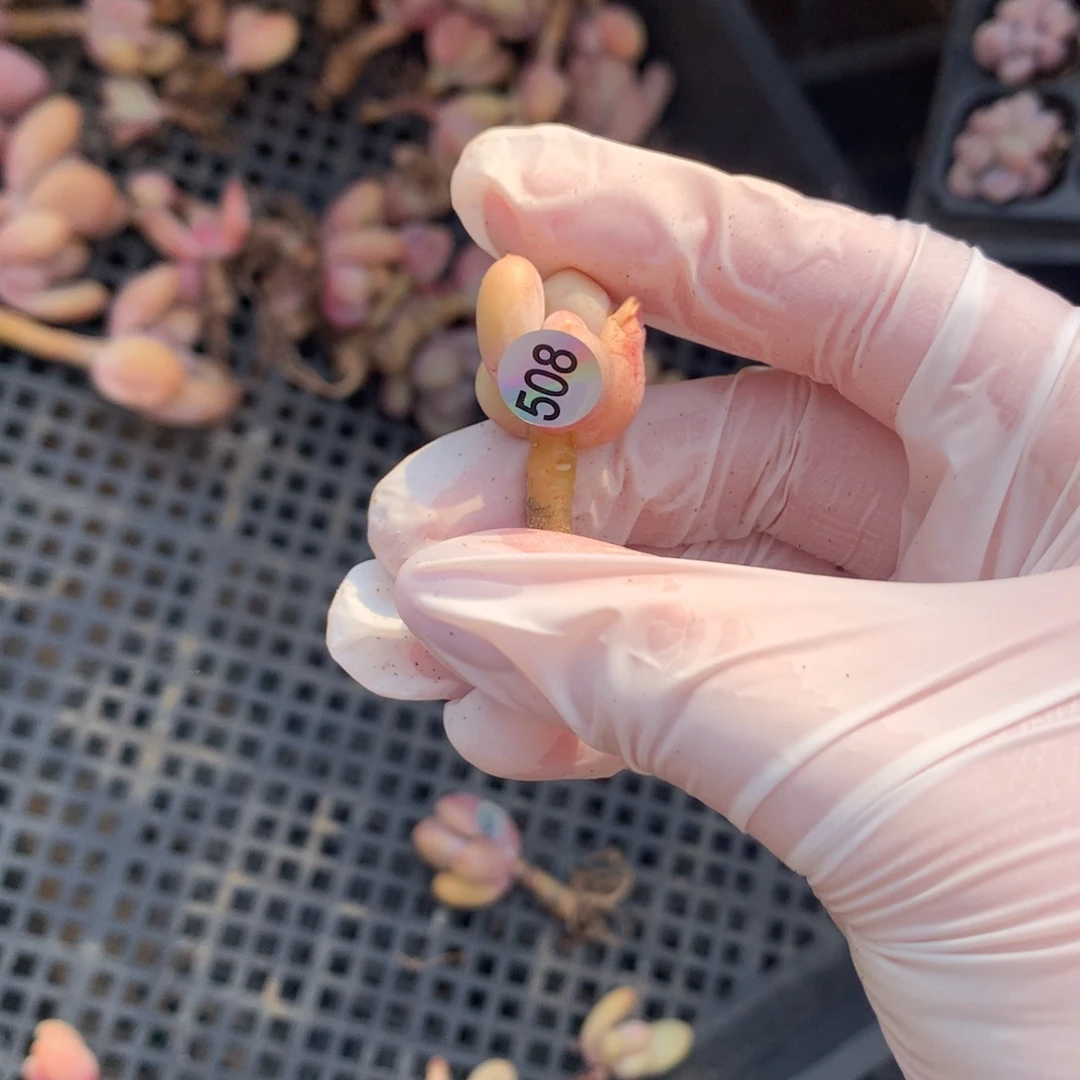 蛋黄奶酪多肉508