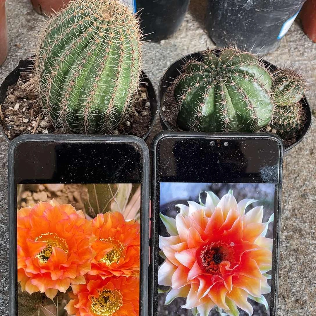 G9和锦鲤自根球6公分以上