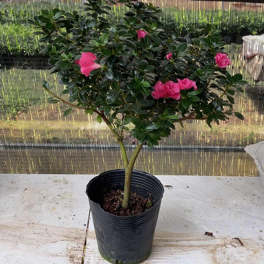 当前无花朵，栽培后可花朵花**夕