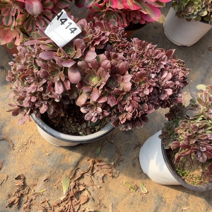 多肉柠檬玫瑰缀化414