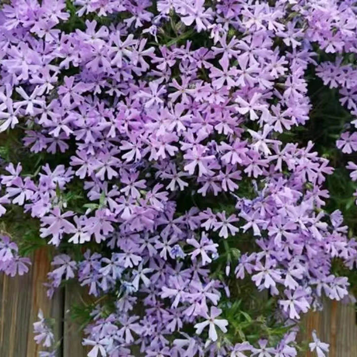 芝樱盆栽室内庭院宿根绿植