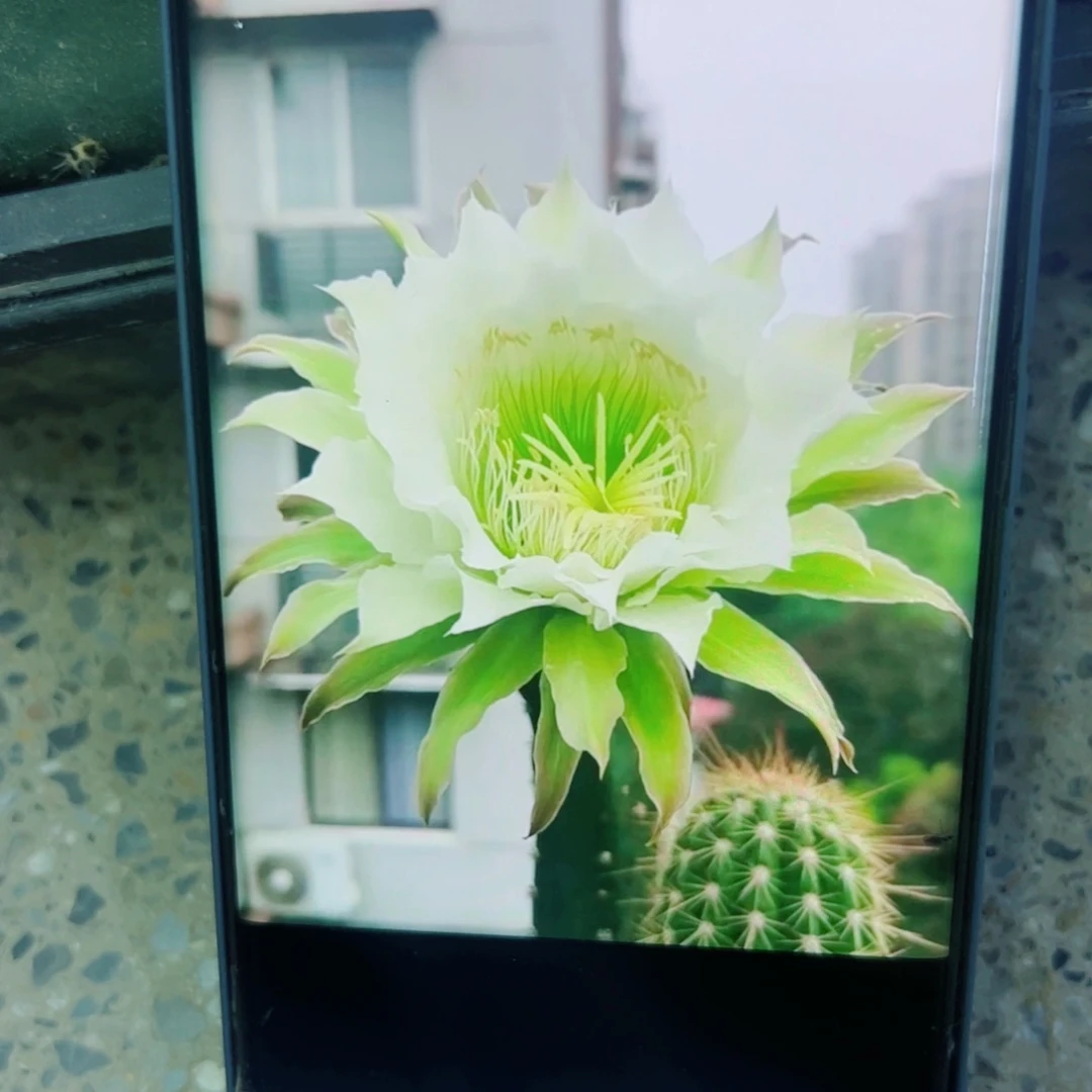 下13黑刺斑点歪无根侧芽25公分左右20包邮