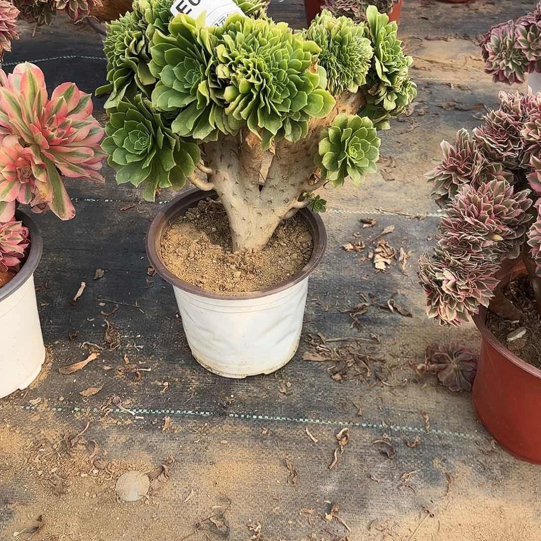 054绿杨蓉缀多肉