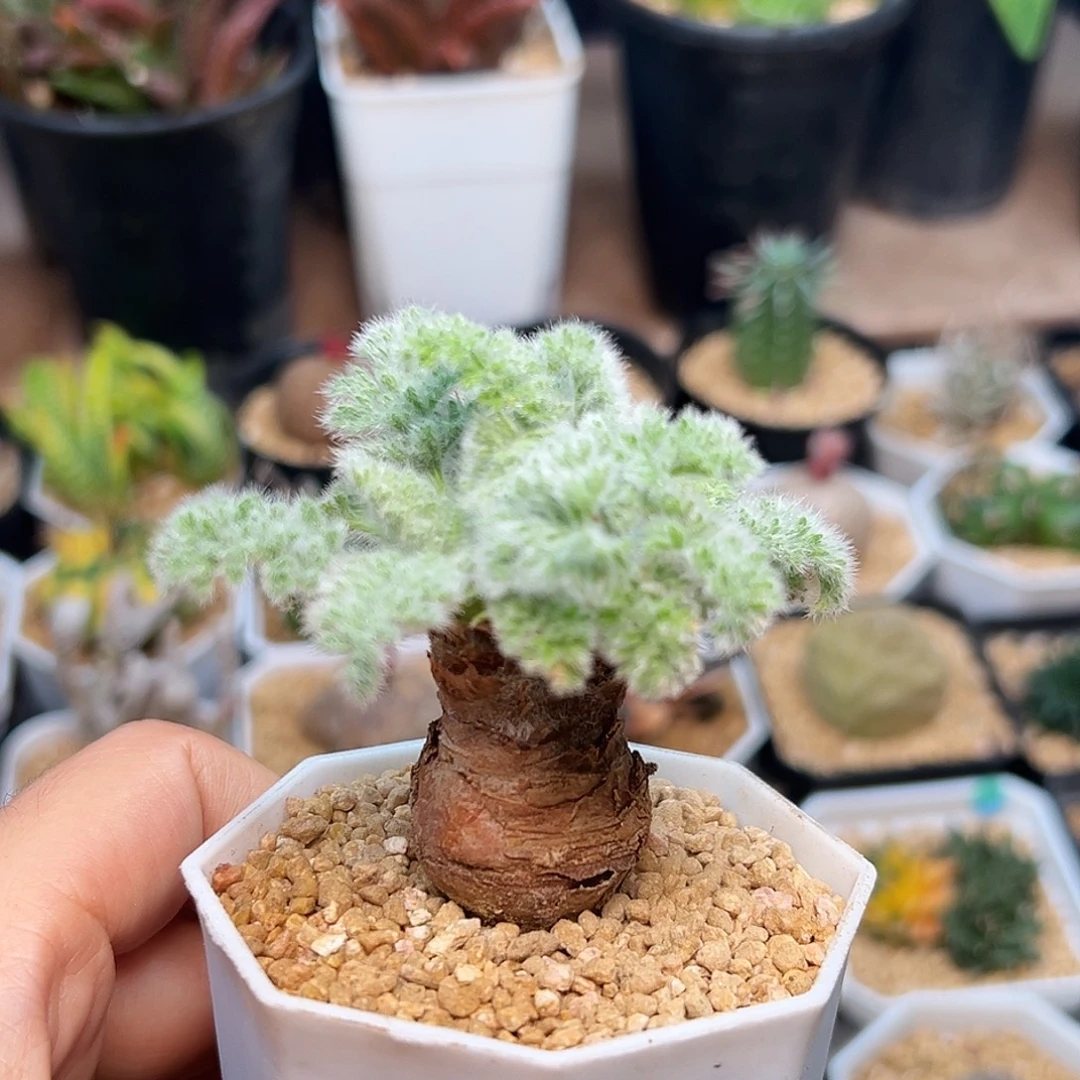 羽叶洋葵母本一颗