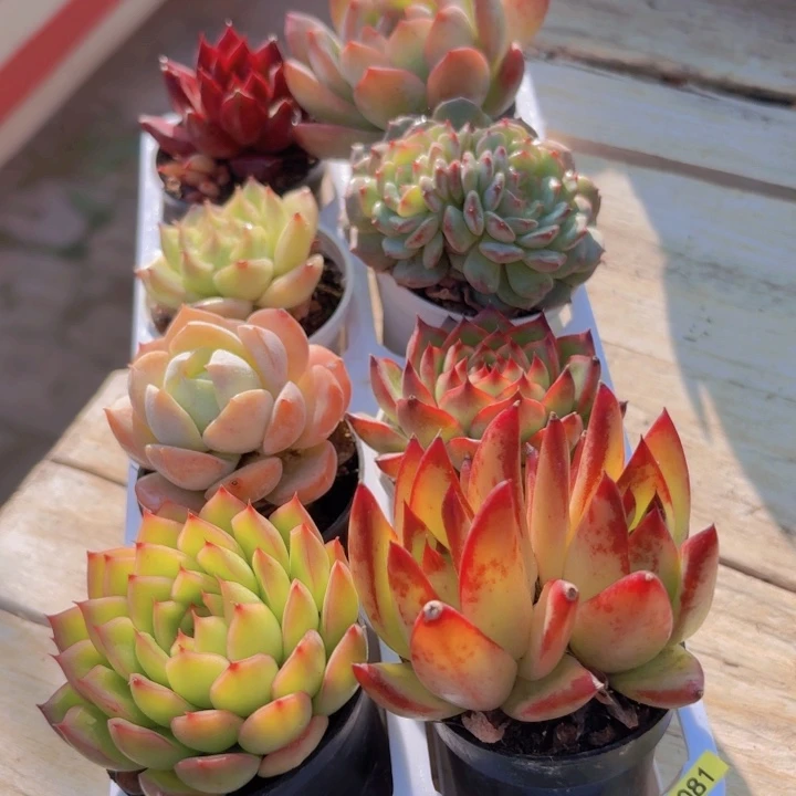 框拍一物一拍编号081