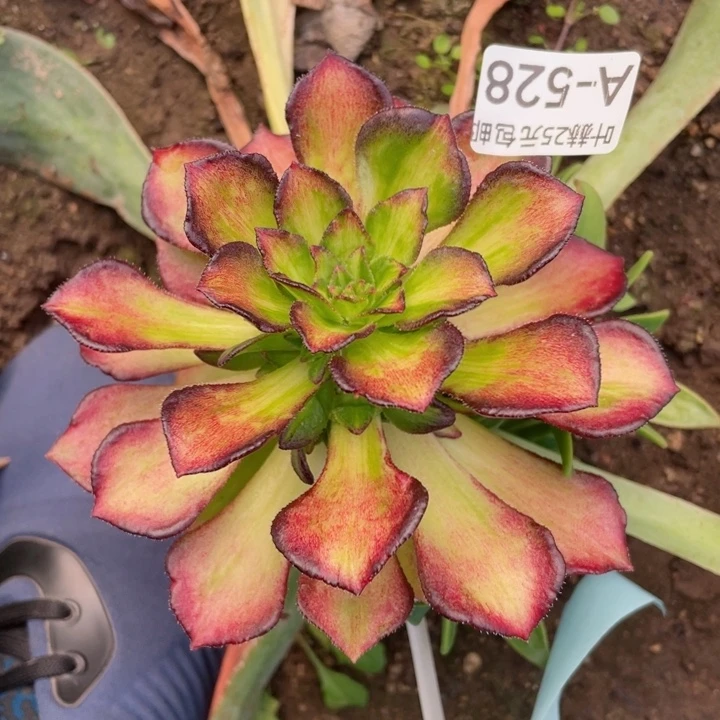 528海王七彩嫁接不包掉头12345678