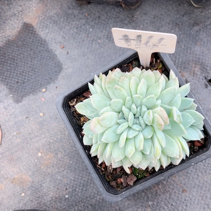 晨语多肉一物一拍+14