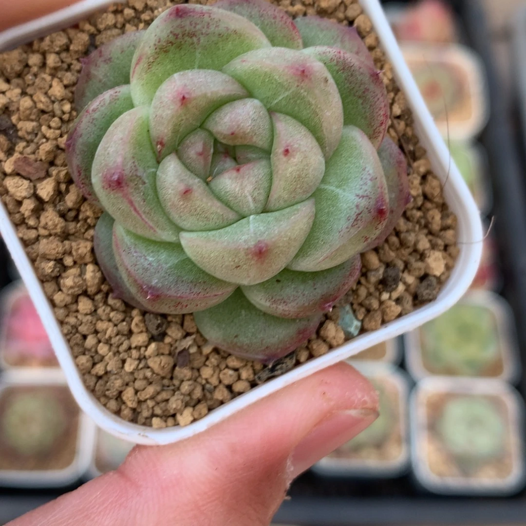 厚叶。     包子麦秆。     8号