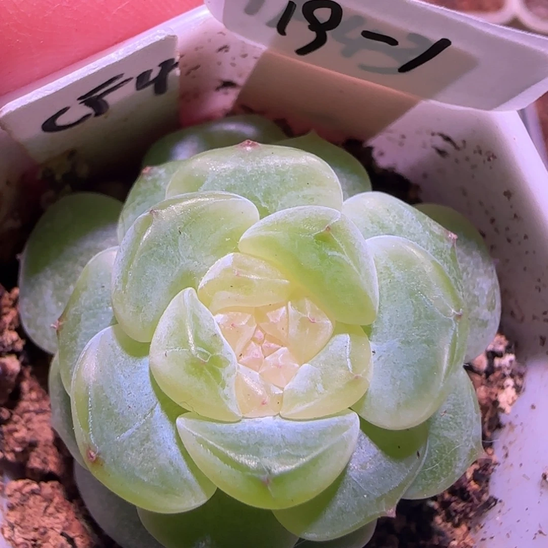 19-1福利财富密码CF4