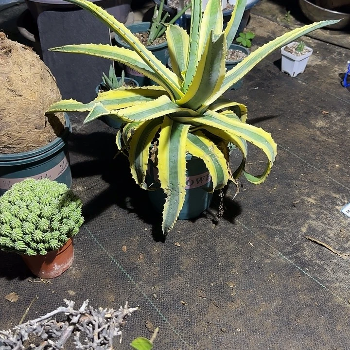 多肉植物多肉植物