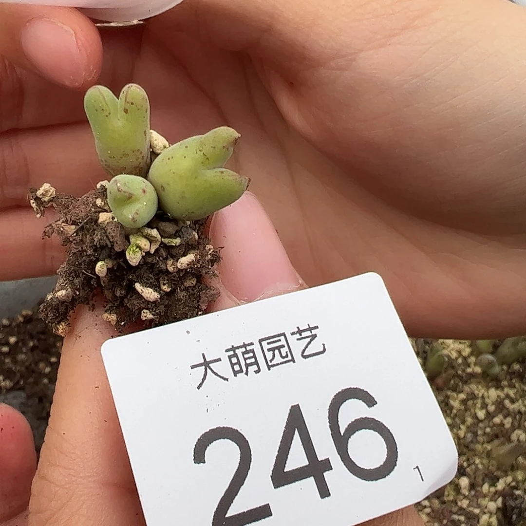 0000246 一物一拍……