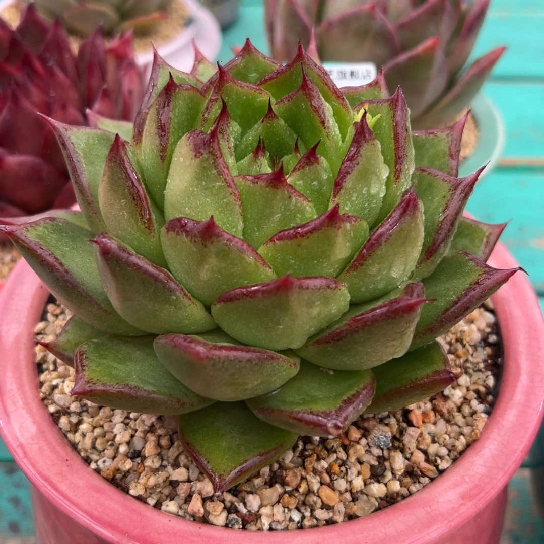 多肉一物一拍0207-97