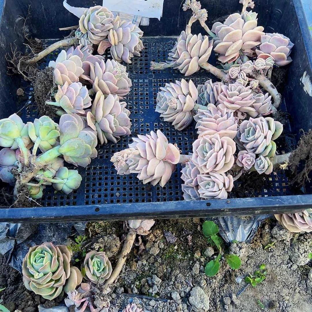 小*子c26不售后4颗可爱玫瑰