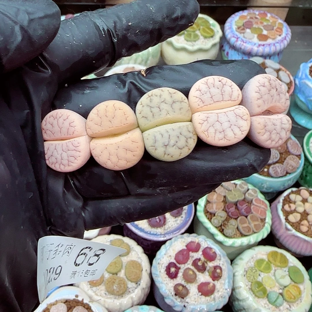 生石花满18包邮1229-68