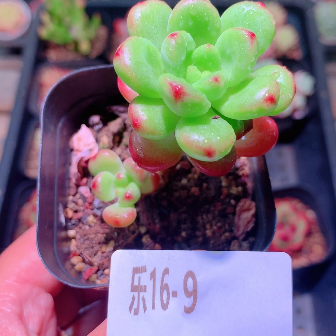 乐然16-9 香格里拉