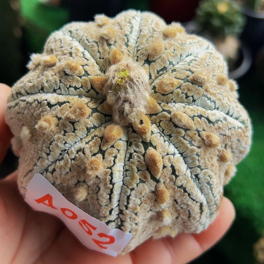 用****0浓白大个海星兜头052