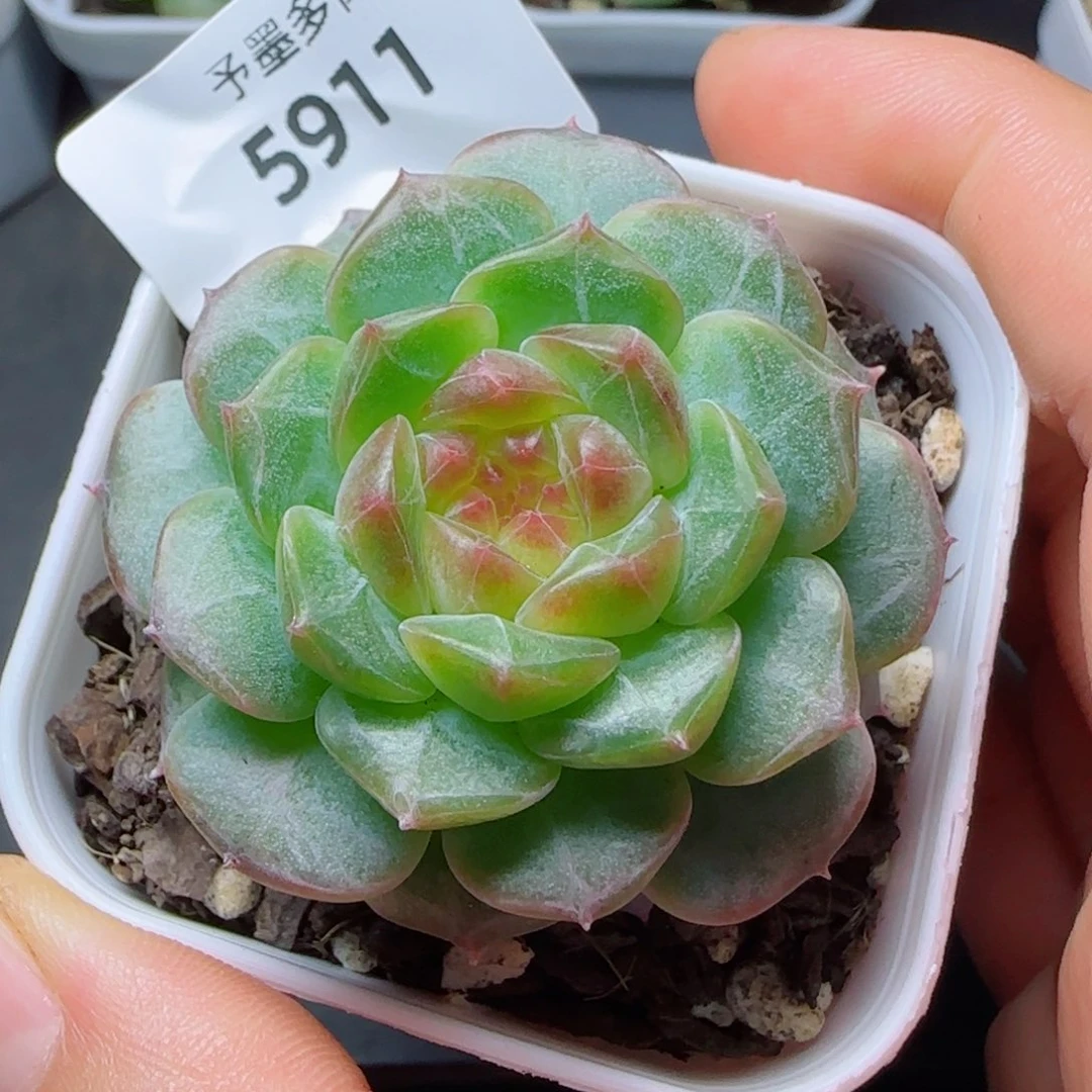 星空幻影，5911多肉植物