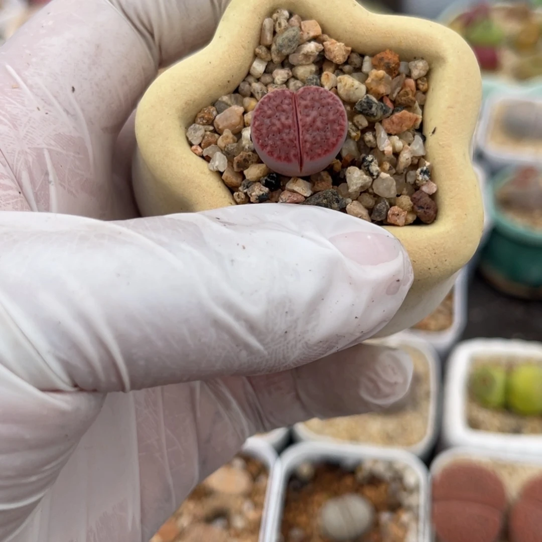 多肉植物一物一拍53不带盆土