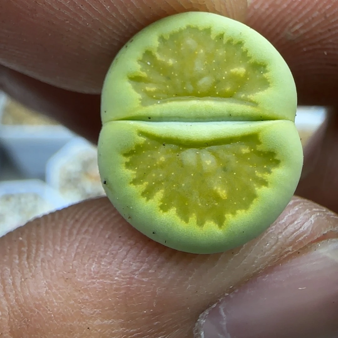 686 生石花大棚直播