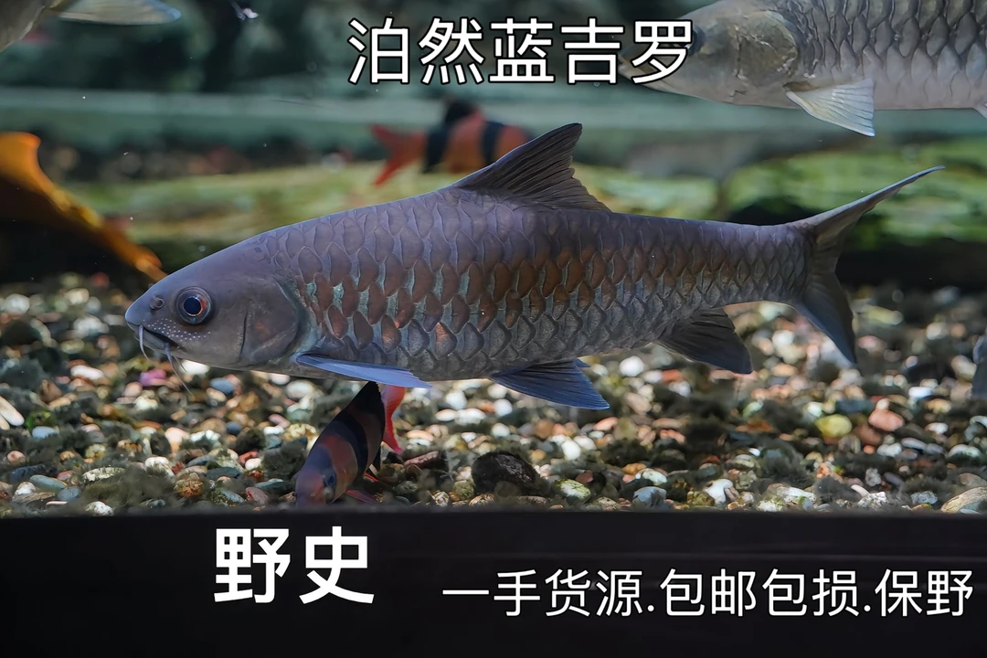 [鲜活到家]泰国大头野史蓝色系吉罗鱼观赏精品大型鱼淡水鱼广温鱼
