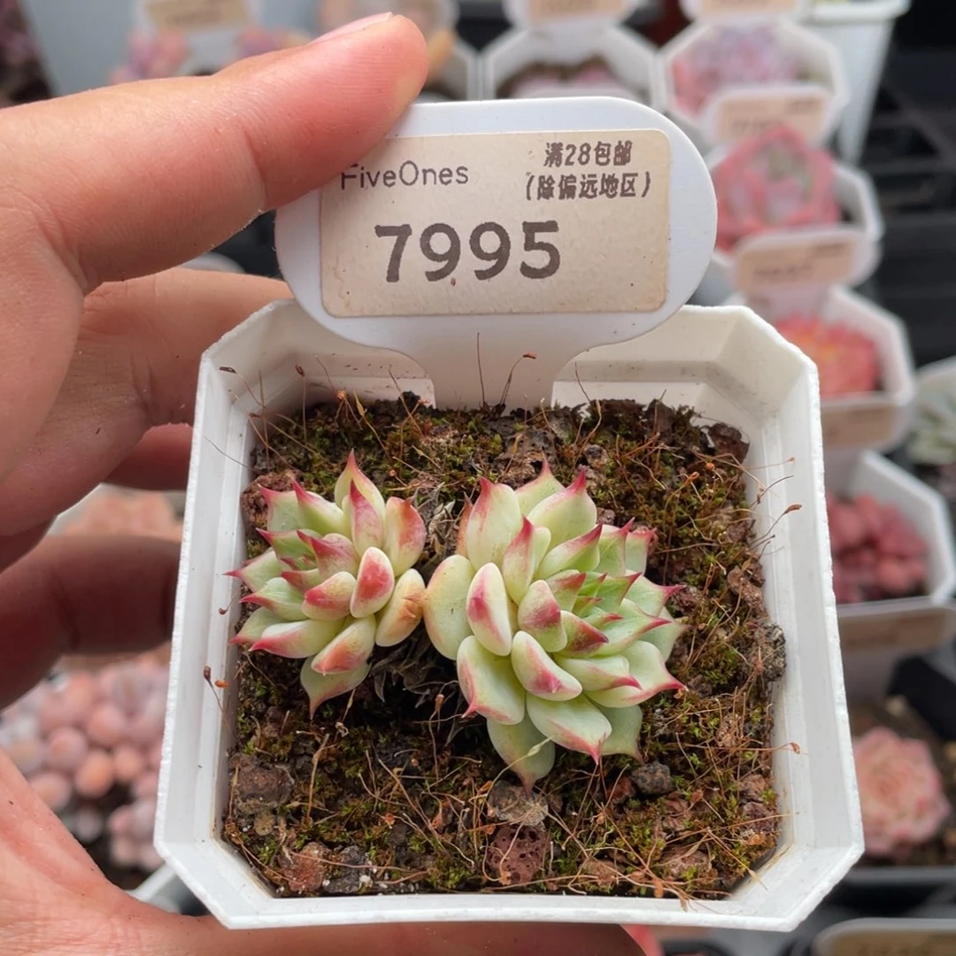 蓝眼睛7995-5厘米