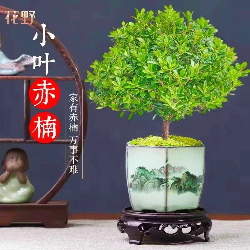 小叶赤楠老桩盆景桌面绿植盆栽客厅办公室内微景观四季好养活植物